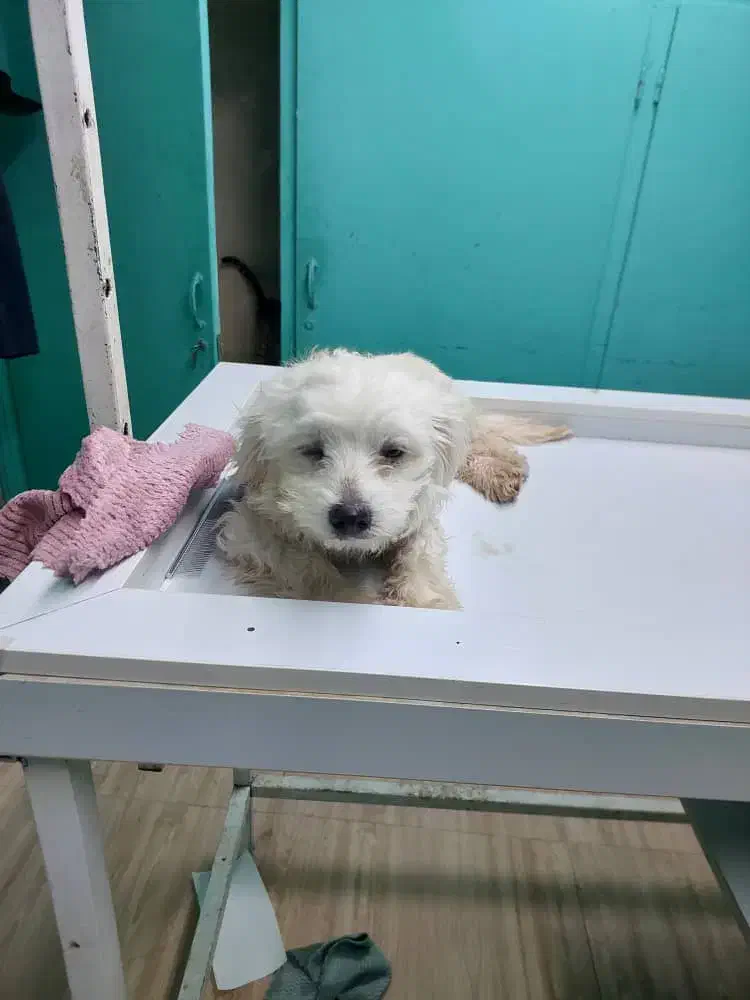 پیدا شدن سگ خانگی سفید|حیوانات|بندر ماهشهر, |دیوار