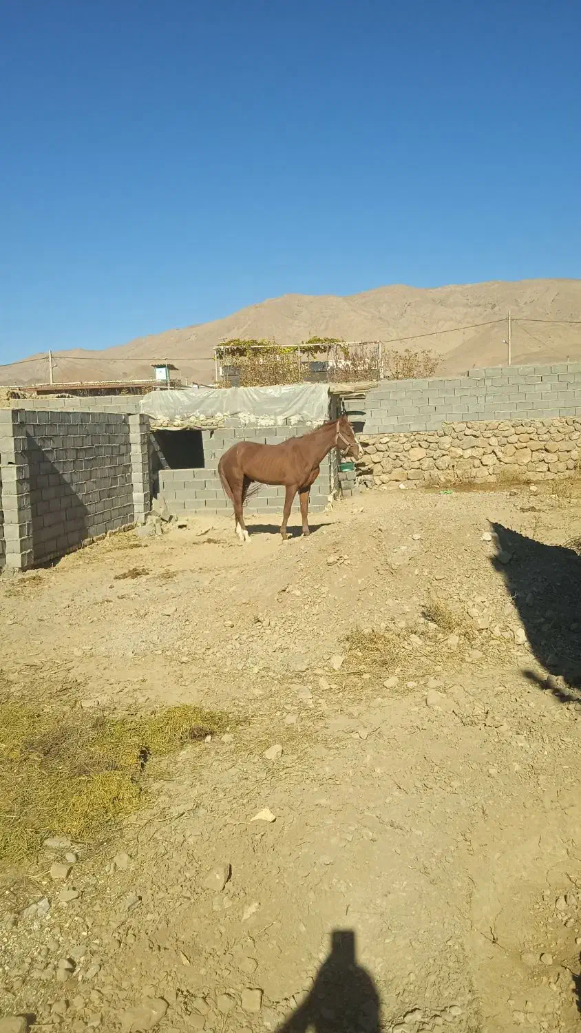 اسب ترکمن|اسب و تجهیزات اسبسواری|اسفراین, |دیوار