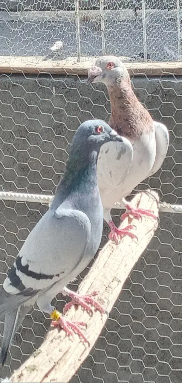 جفت نرماده|پرنده|اردکان, |دیوار