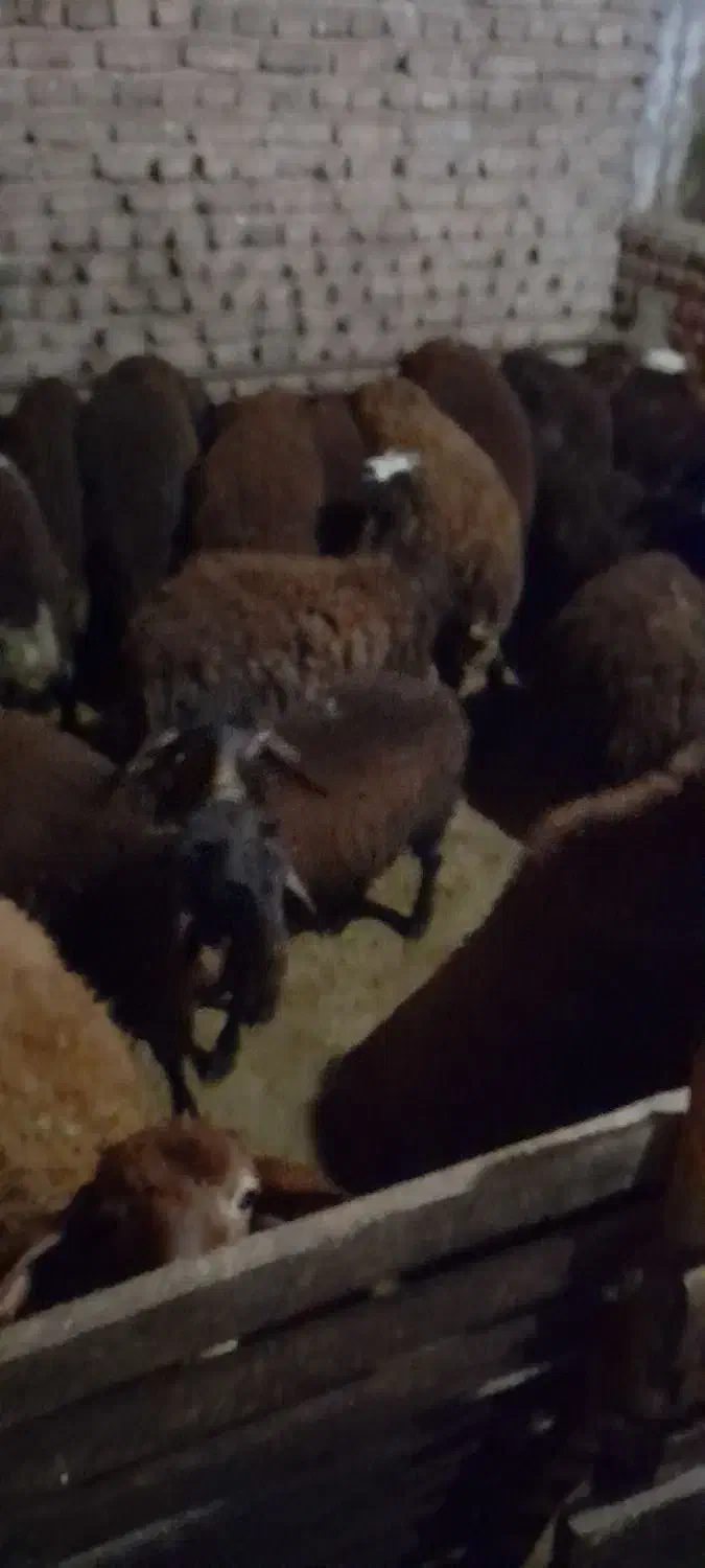 ۱۸عدد بره ۱۰تا ماده ۸تا نر|حیوانات مزرعه|ثمرین, |دیوار