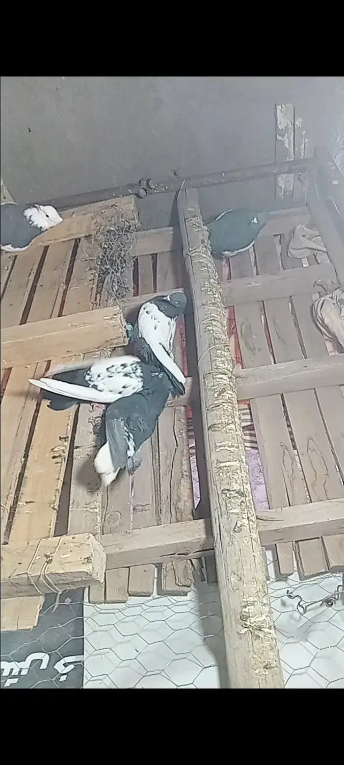 کفتر خوشکل قیمت مفت همه با هم|پرنده|رفسنجان, |دیوار