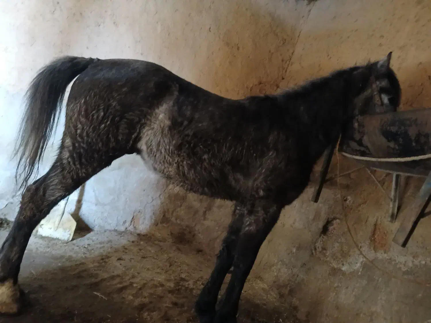 اسب|اسب و تجهیزات اسبسواری|تخت سلیمان, |دیوار