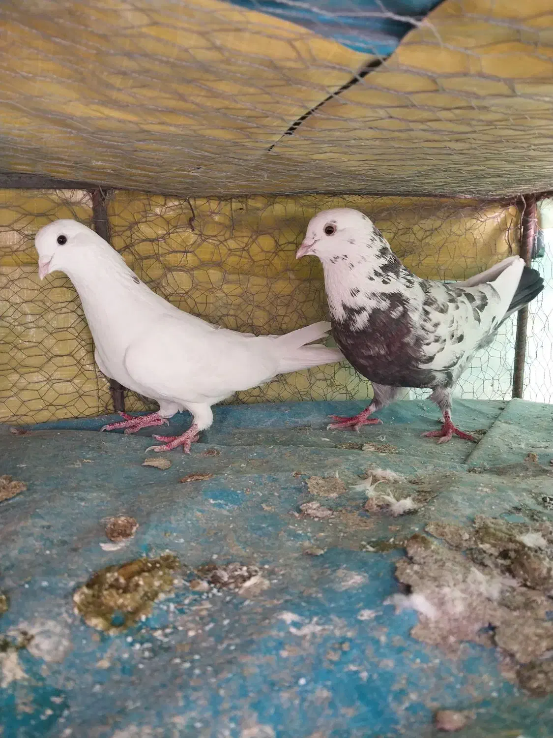 خال پیس ماده|پرنده|رباط‌کریم, الارد|دیوار