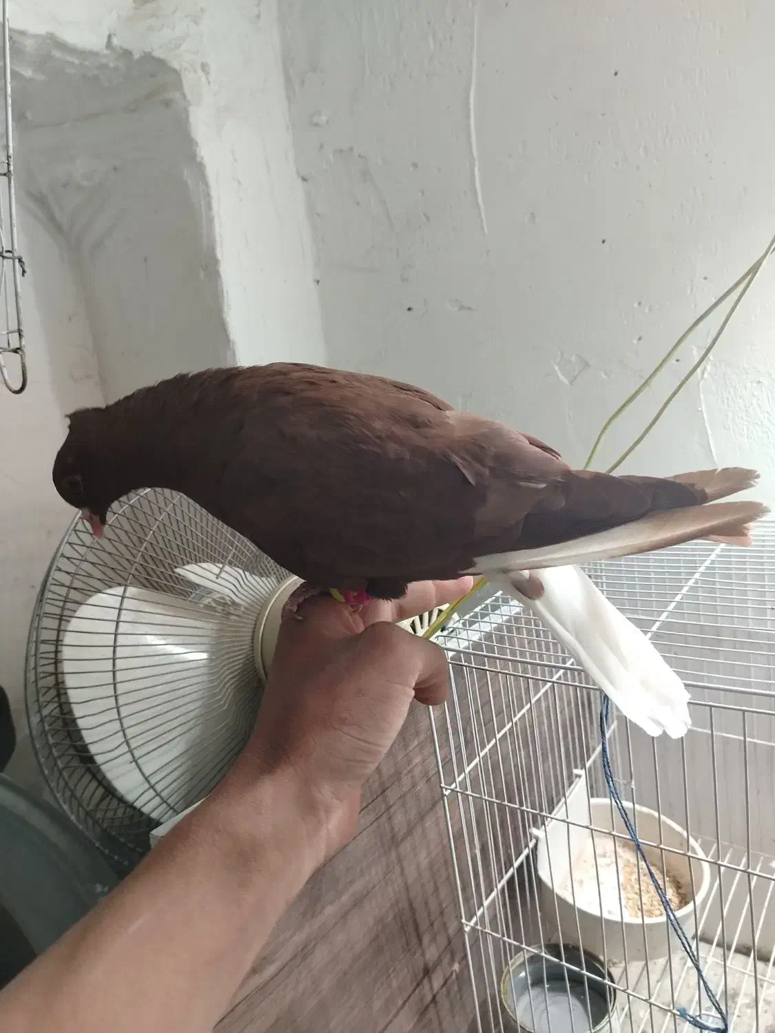 یک سرخ دمسفید رنگ خونی خشگل نر چینگ سفید|پرنده|نیشابور, شهرک اندیشه|دیوار