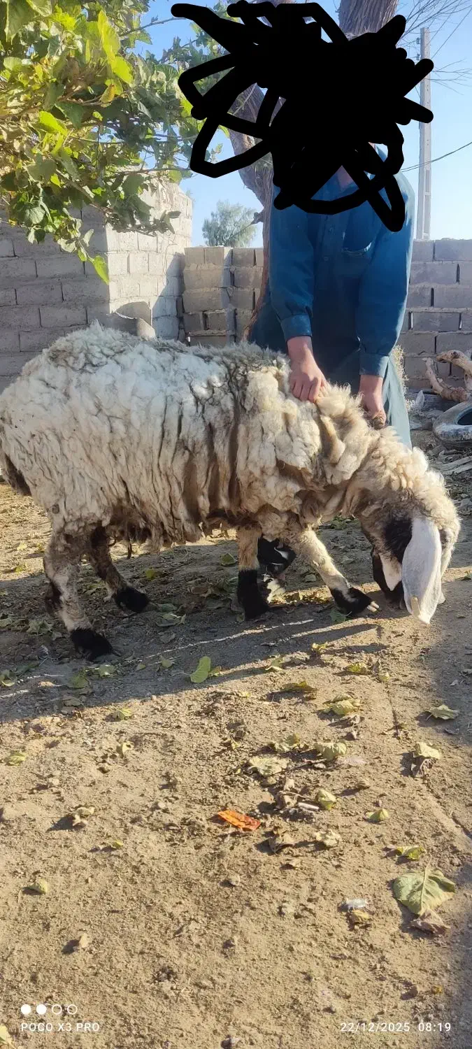 گوسفند مری دورگ|حیوانات مزرعه|هامون, |دیوار