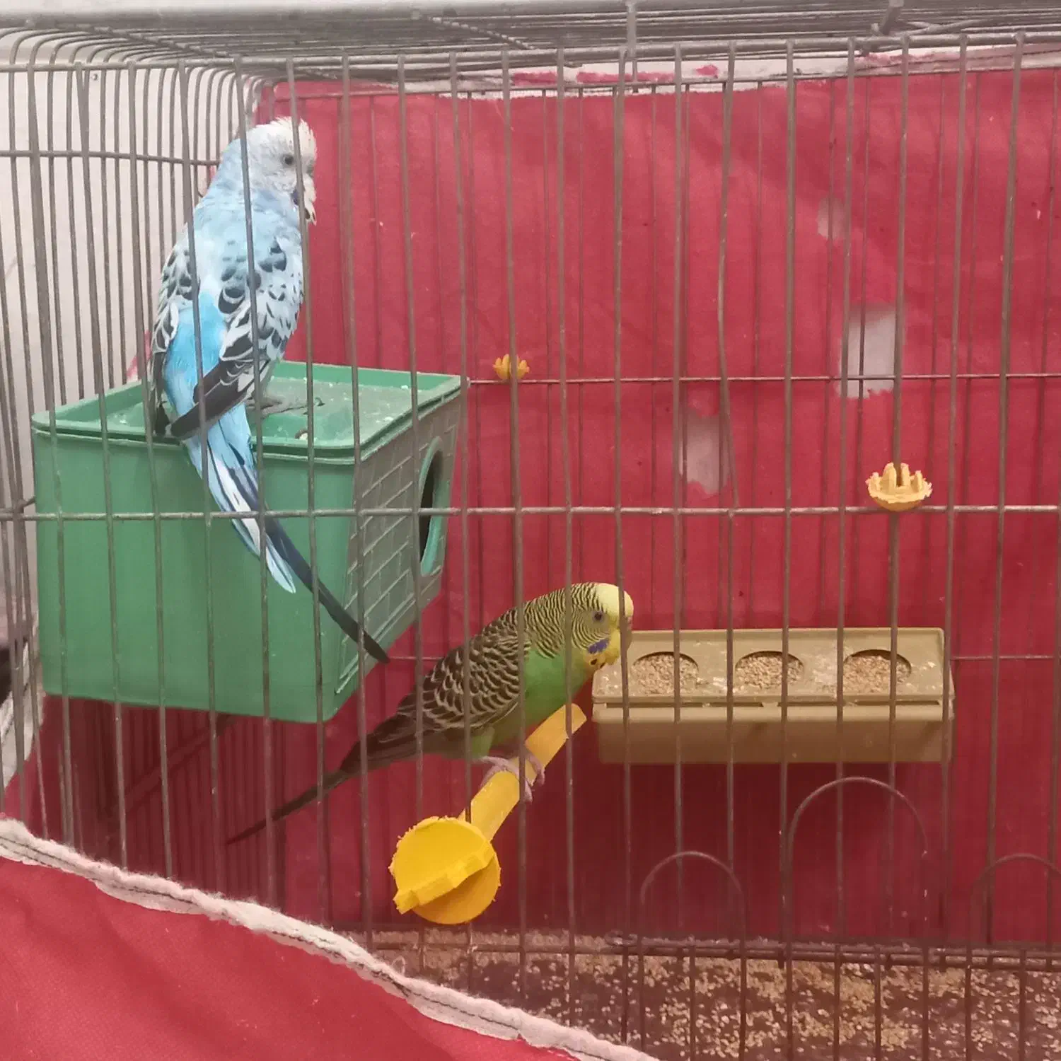 مرغ عشق مست|پرنده|برخوار, |دیوار