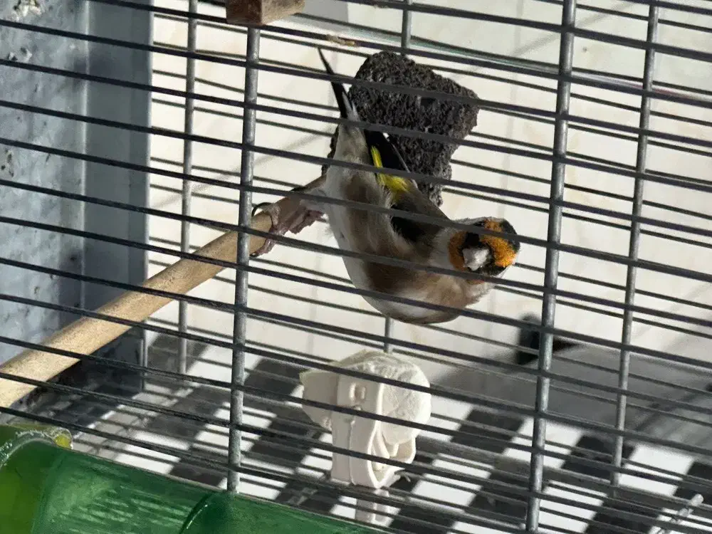 سهره نر|پرنده|کهریزک, |دیوار