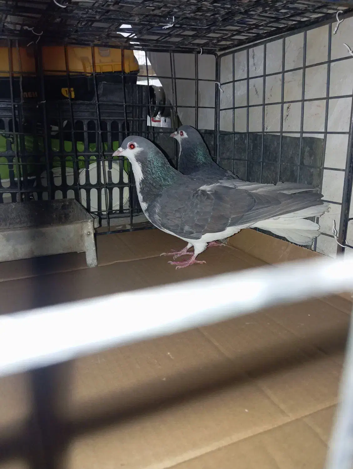 کفتر چادری|پرنده|نسیم‌شهر, |دیوار