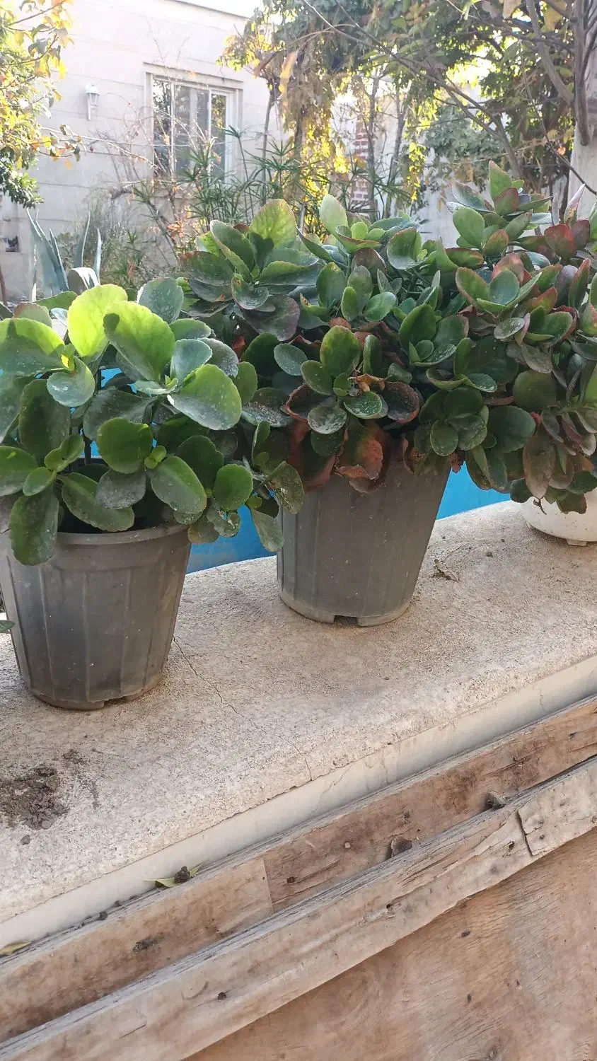 انواع گلهای طبیعی|گل و گیاه طبیعی|ورامین, ورامین|دیوار