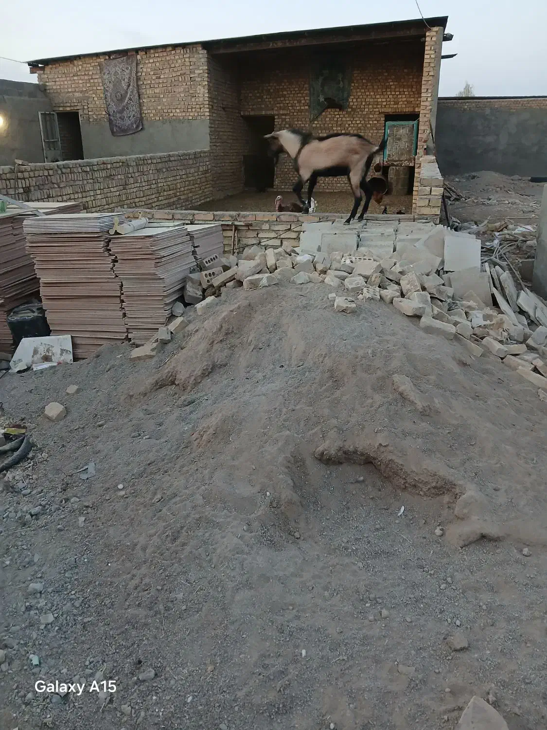 بره.وچپش آلپایین|حیوانات مزرعه|اردکان, |دیوار