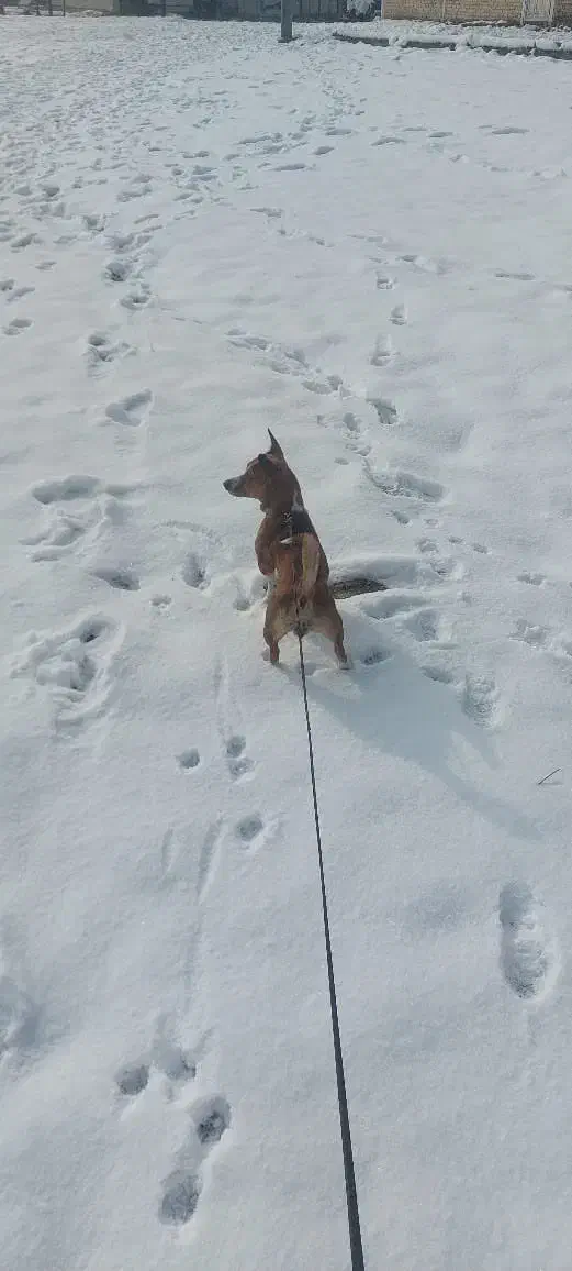 سگ نژاد اشپیتز|سگ|مشهد, شهرک مهر آباد|دیوار