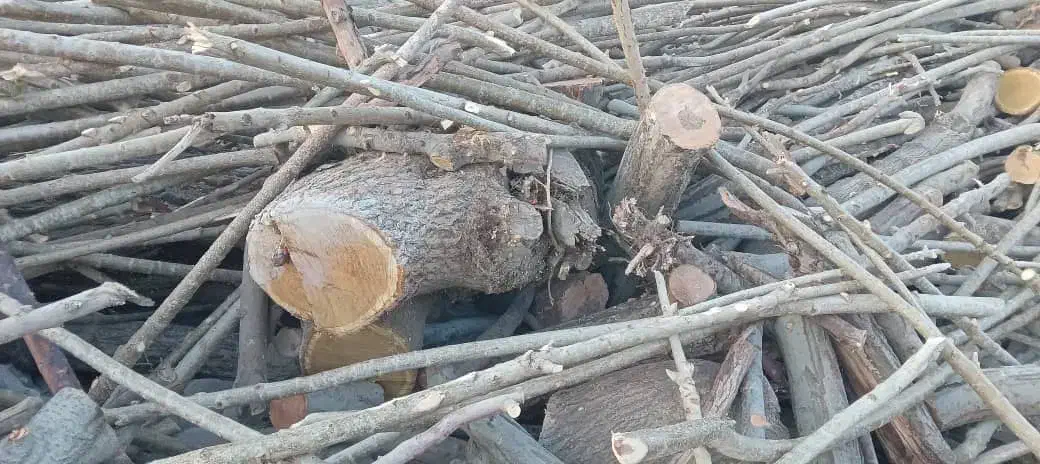 خرید چوب کنده توت و گردو|خدمات باغبانی و درختکاری|هشتگرد, شهرک اقدسیه|دیوار