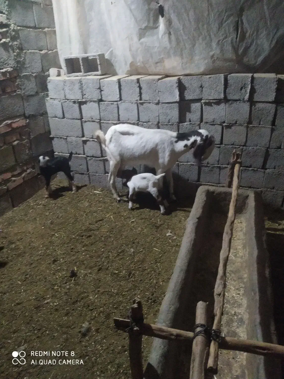 مری بز|حیوانات مزرعه|خاش, |دیوار