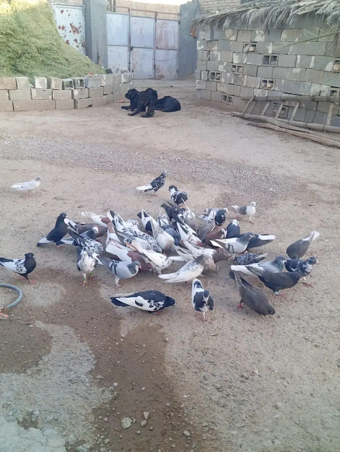 دسته کفتری بی عیب خوب همه رنگ همه مدل|پرنده|شیراز, ارم|دیوار