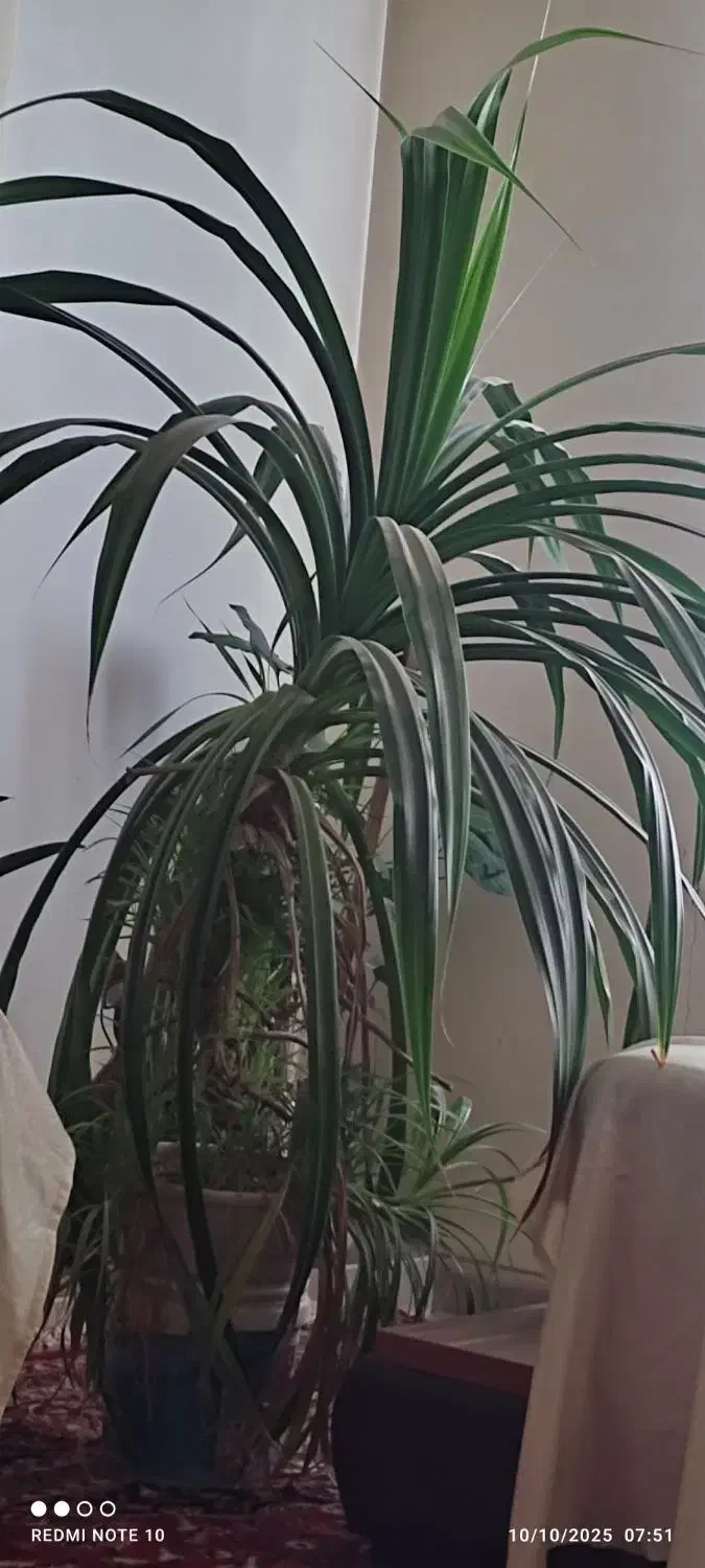 گل پاندانوس|گل و گیاه طبیعی|اصفهان, شهرک کاوه|دیوار