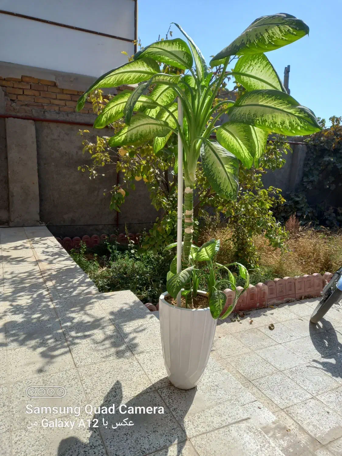 گل دیفن بزرگ|گل و گیاه طبیعی|فیروزه, |دیوار