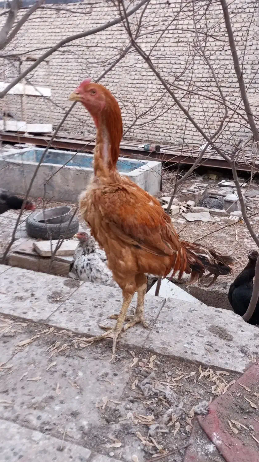 خروس لاری|حیوانات مزرعه|مشهد, باغون آباد|دیوار