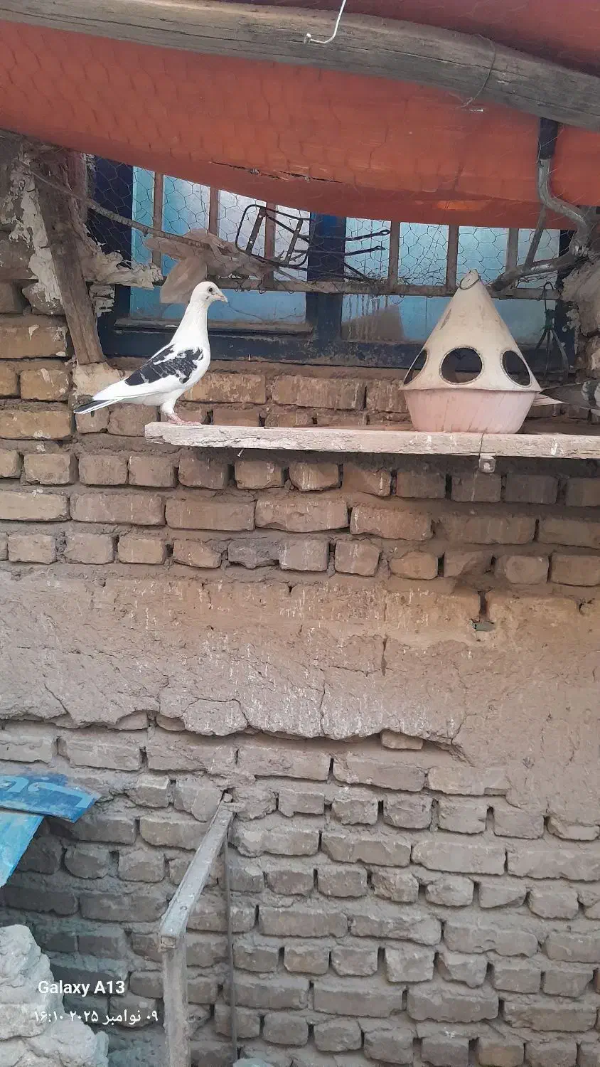 دو عدد کفتر ماده|پرنده|فرح دشت, |دیوار