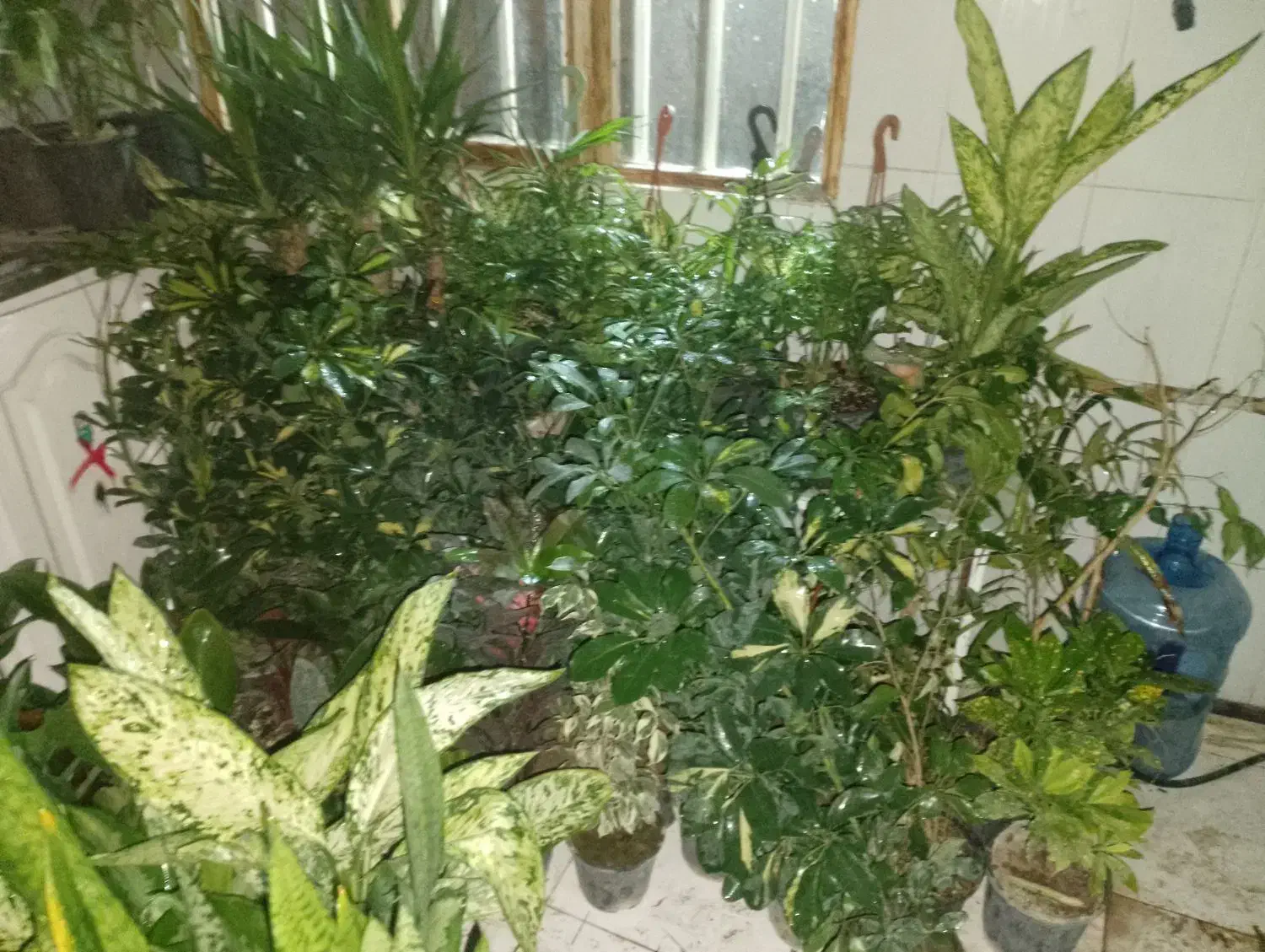 گل گیاه|گل و گیاه طبیعی|رودهن, |دیوار