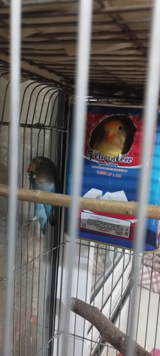 یک جفت کوتوله|پرنده|مشهد, مشکینی (شهرک غرب)|دیوار