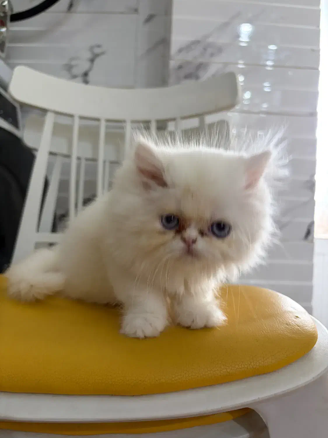 فروش گربه پرشین|گربه|لاهیجان, شهید آوینی|دیوار