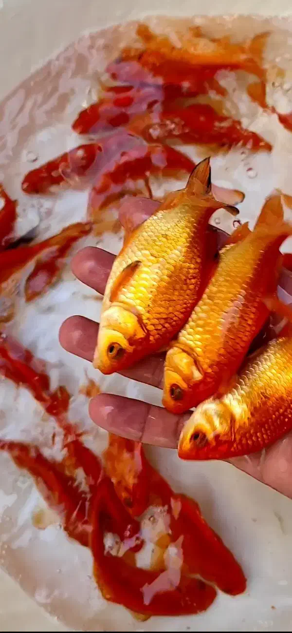 ماهی عید|ماهی|مشهد, فاطمیه|دیوار