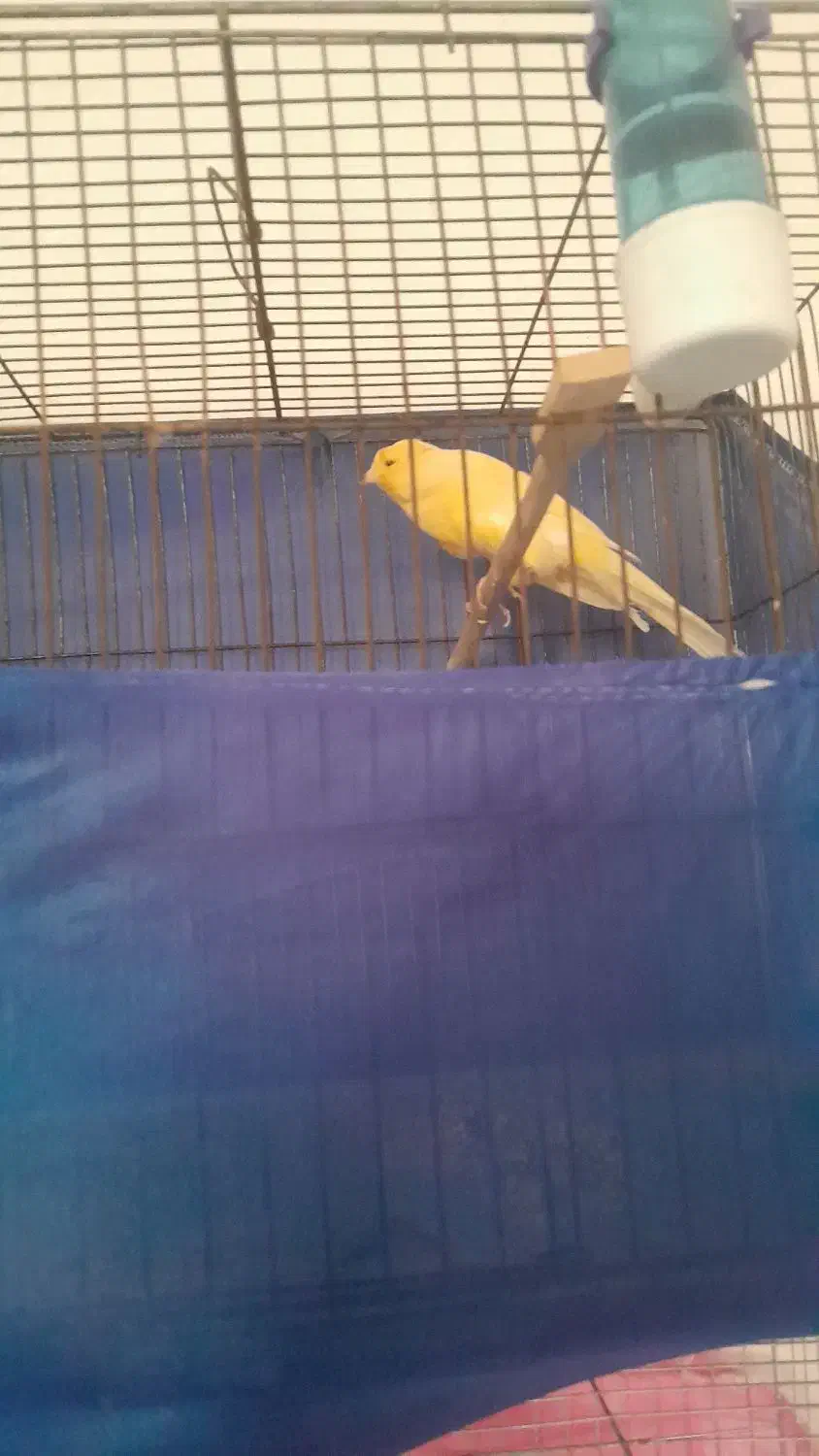 قناری بخون با صدای بلند رسمی بلند لیمویی|پرنده|مشکین‌دشت, |دیوار