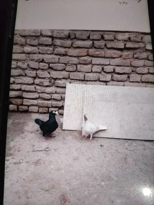 نر ماده خوشگل|پرنده|مشهد, سجادیه|دیوار