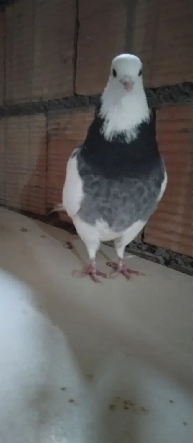 کبوتررنگی‌طوقی‌مهر|پرنده|قرچک, مهدیه|دیوار