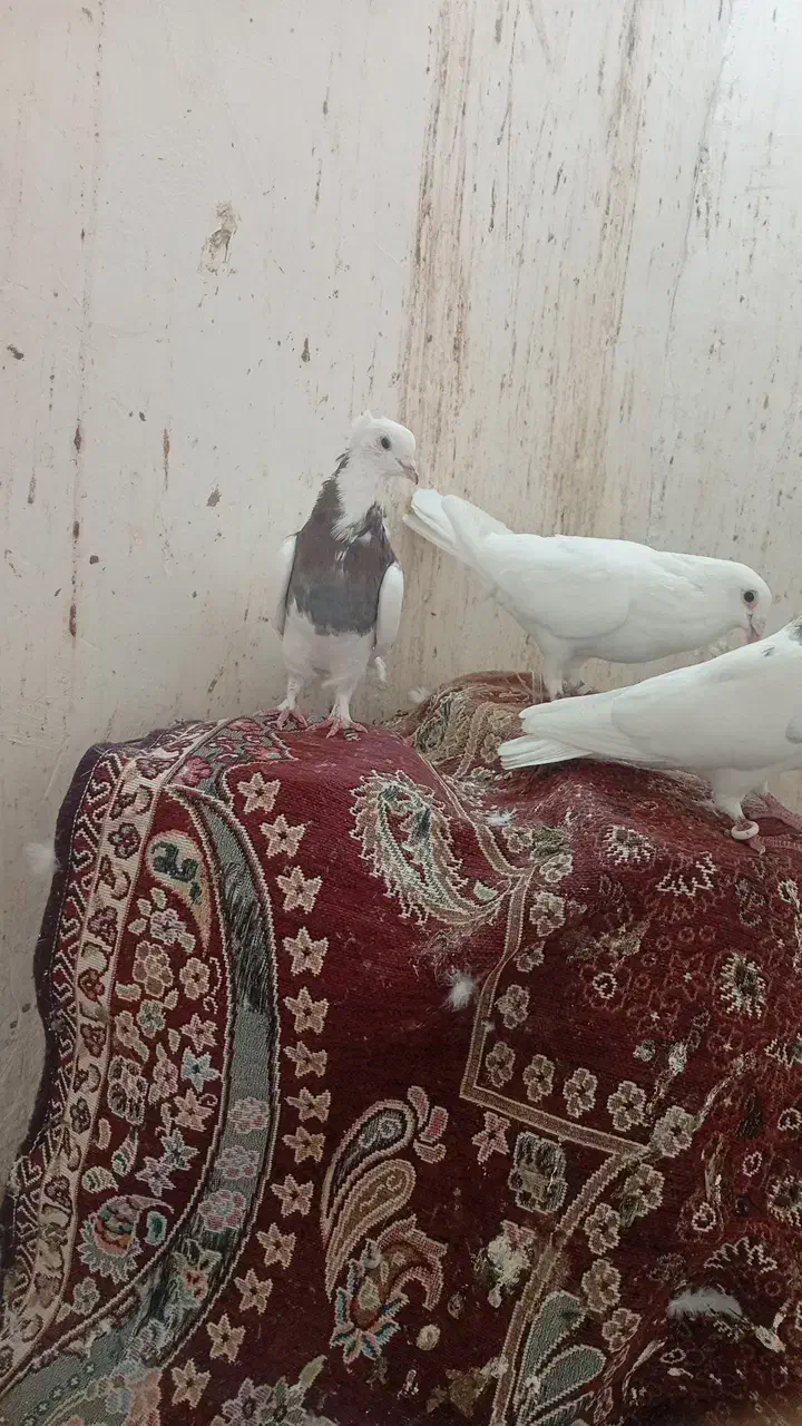 پزنده طوقی|پرنده|بم, |دیوار