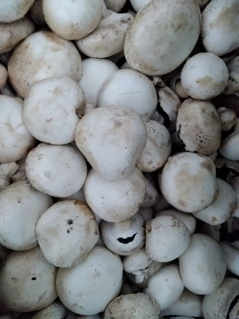 قارچ درجه یک|حراج|یزد, |دیوار