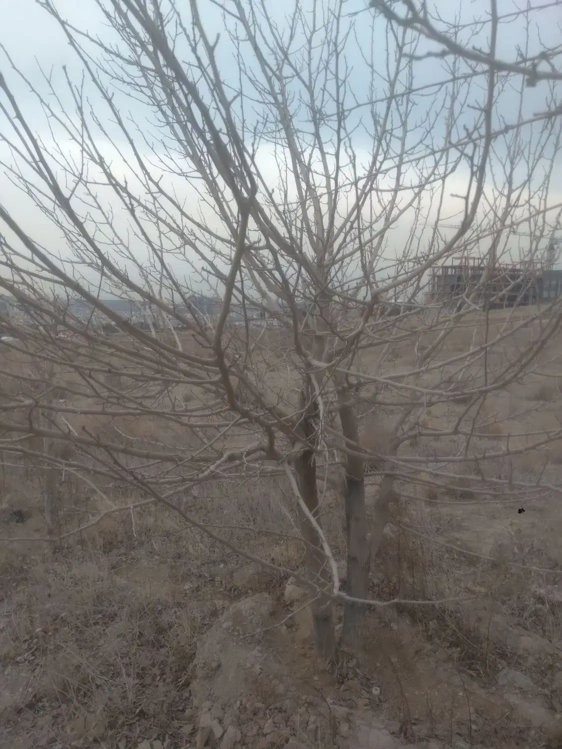 هرس|خدمات باغبانی و درختکاری|نسیم‌شهر, |دیوار