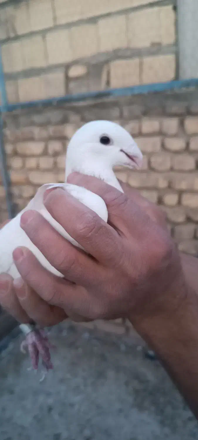 کبوتر تهرونی و پلاکی|پرنده|خمینی‌شهر, |دیوار