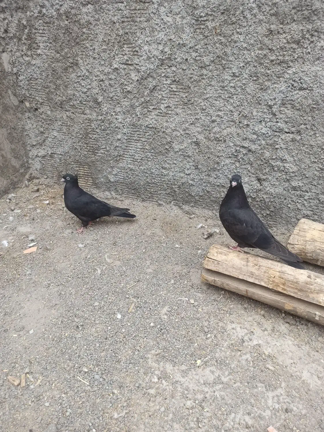 کفتر زاغ|پرنده|فلاورجان, |دیوار