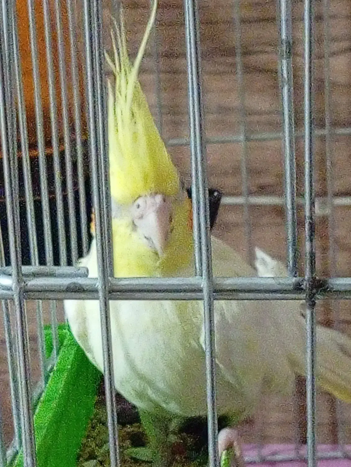 عروس هلندی|پرنده|شیراز, امام حسین|دیوار