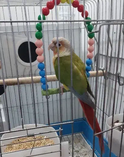 گرینچیک دستی|پرنده|مشهد, خرمشهر|دیوار