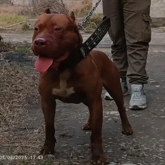 واگذاری پیت بول نر|سگ|شهریار, رزکان|دیوار