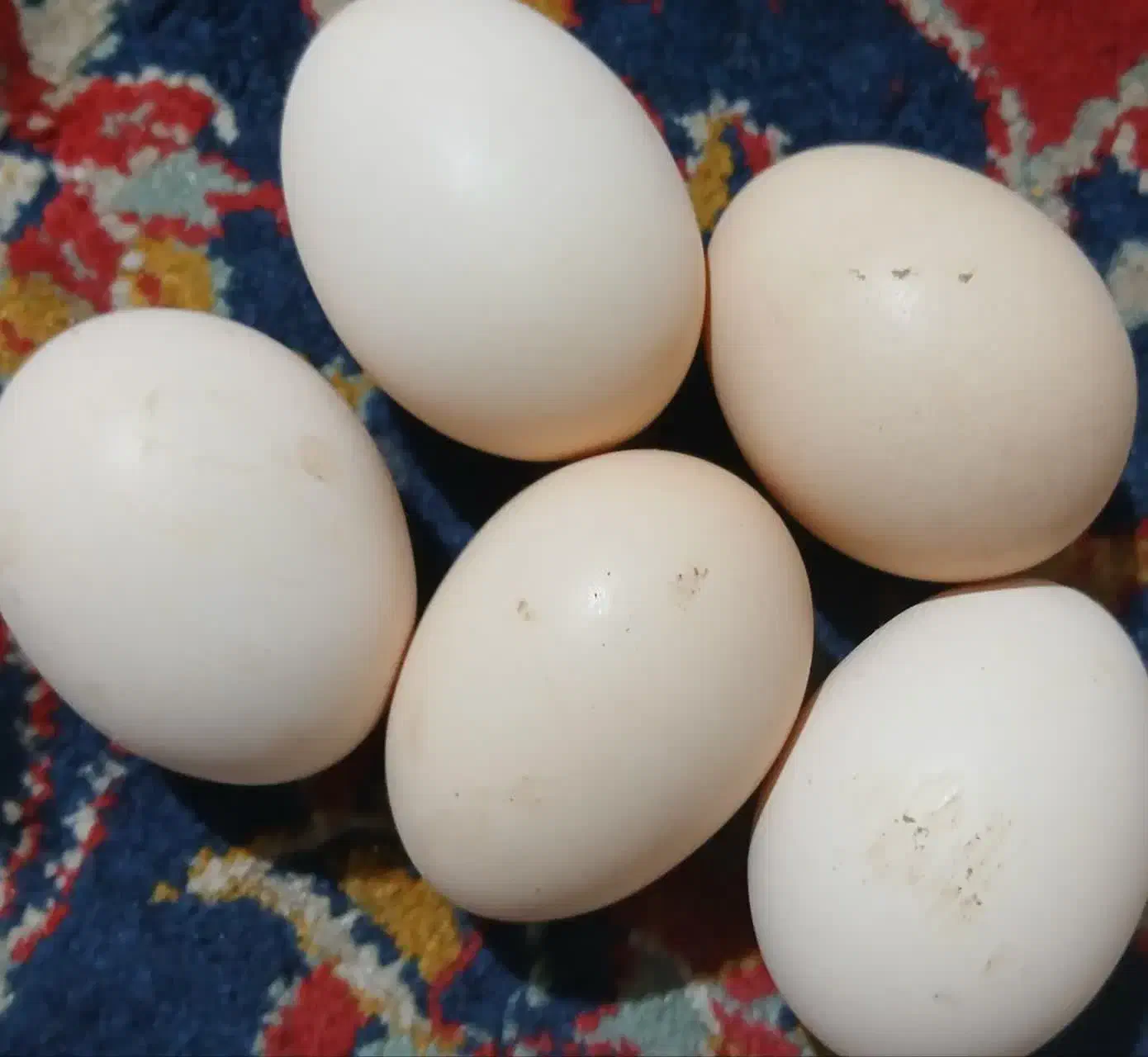 تخم مرغ محلی|حیوانات مزرعه|بیرجند, |دیوار