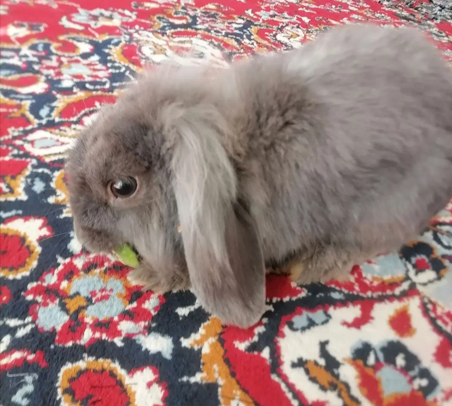 خرگوش لپ ومعمولی|موش و خرگوش|یزد, |دیوار