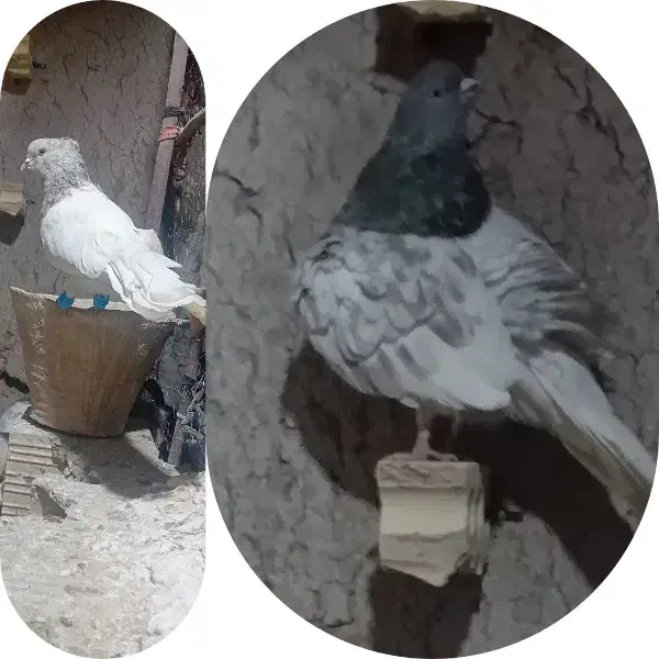 کبوتر کله ای وطوقی|پرنده|گنبکی, |دیوار