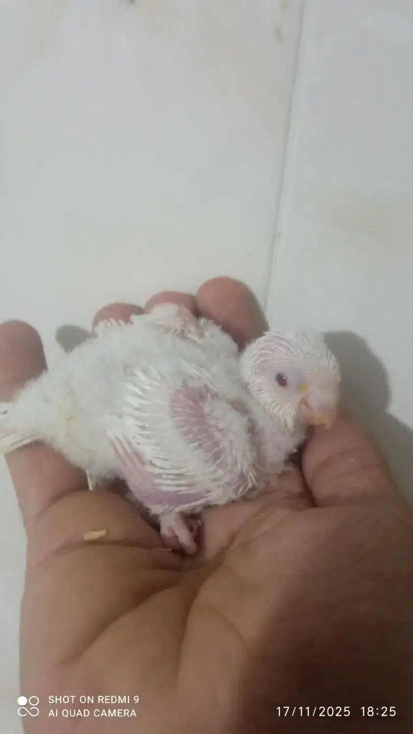 جوجه راهب|پرنده|خمینیشهر, |دیوار