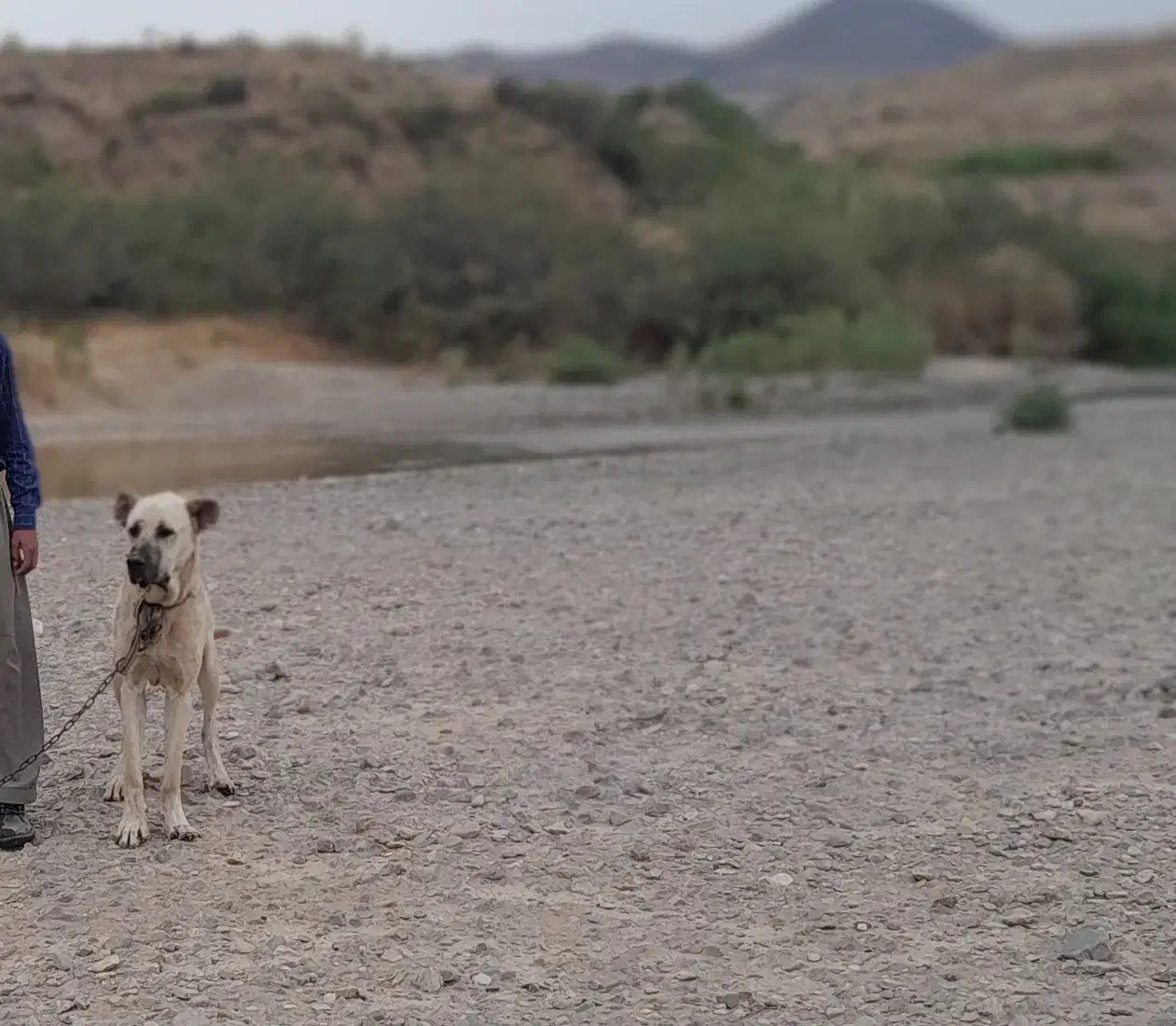 سگ سرابی اصیل|سگ|انگوران, |دیوار