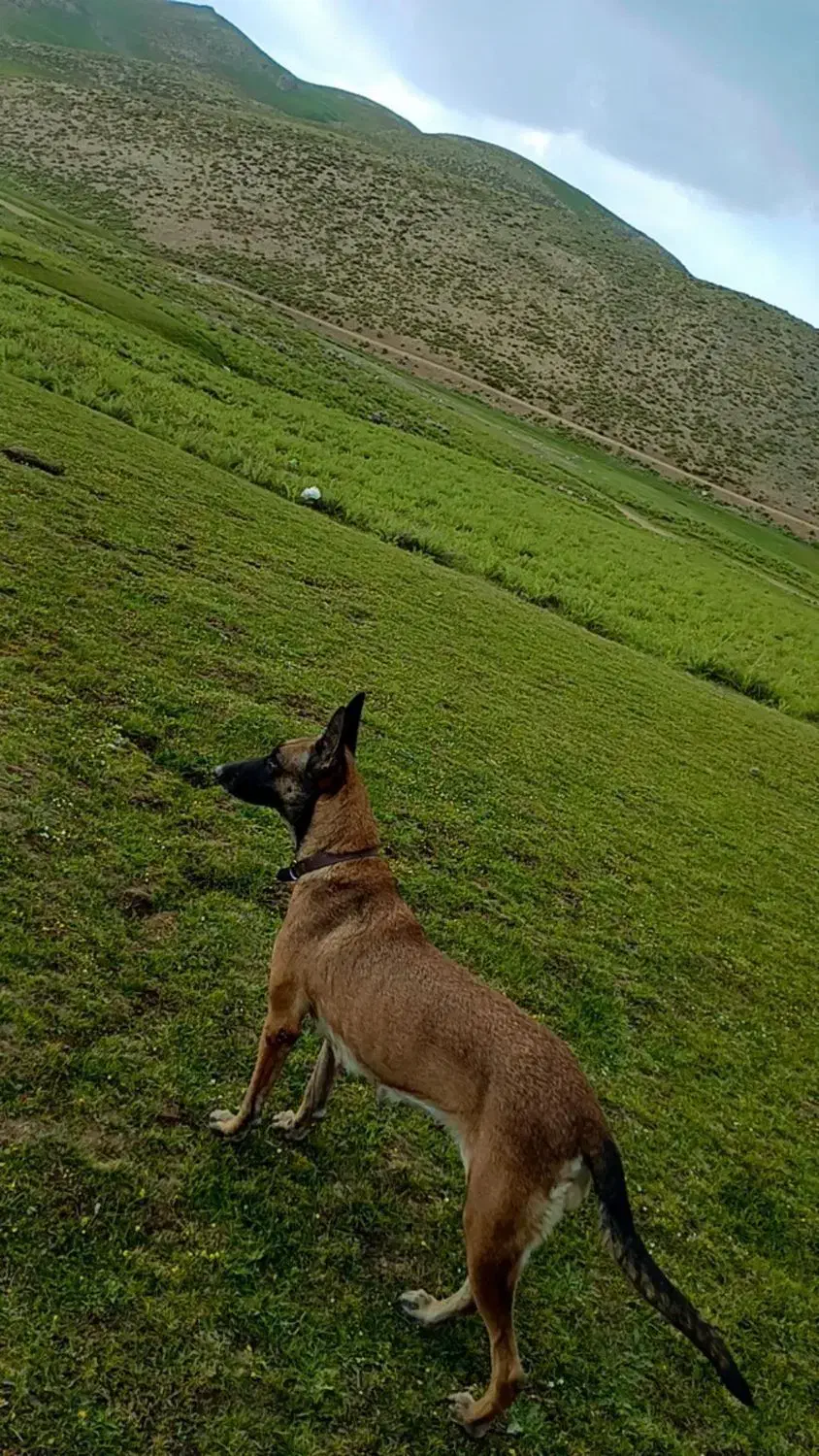 سگ مالینوز|سگ|جیرفت, |دیوار