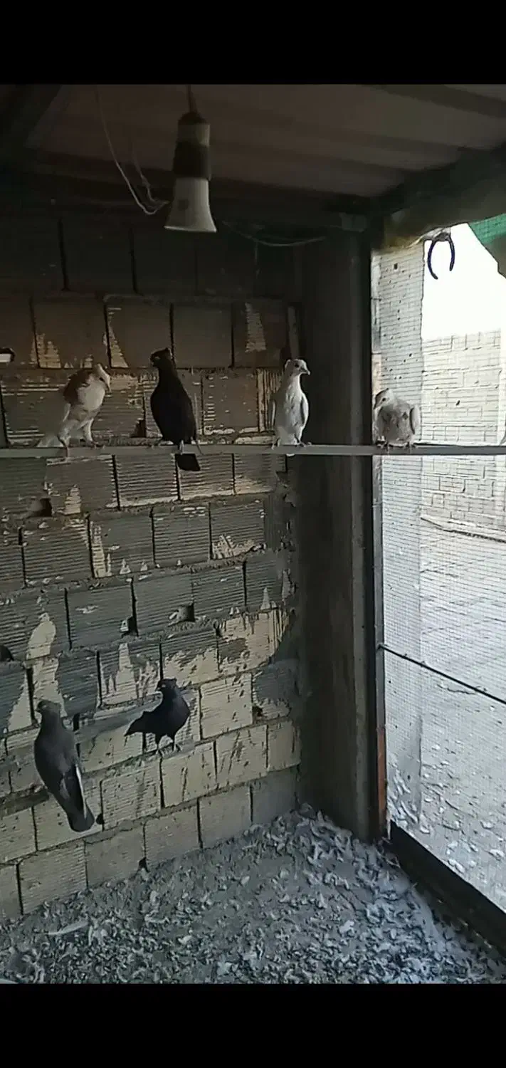 کبوتر زاغ و طوقی|پرنده|زیباشهر, |دیوار