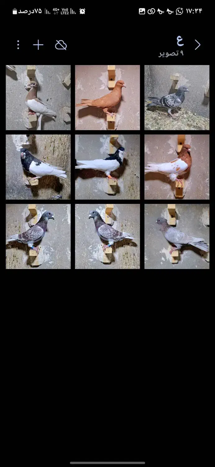 کفتر پلاکی شهری|پرنده|شیراز, کوشک میدان|دیوار