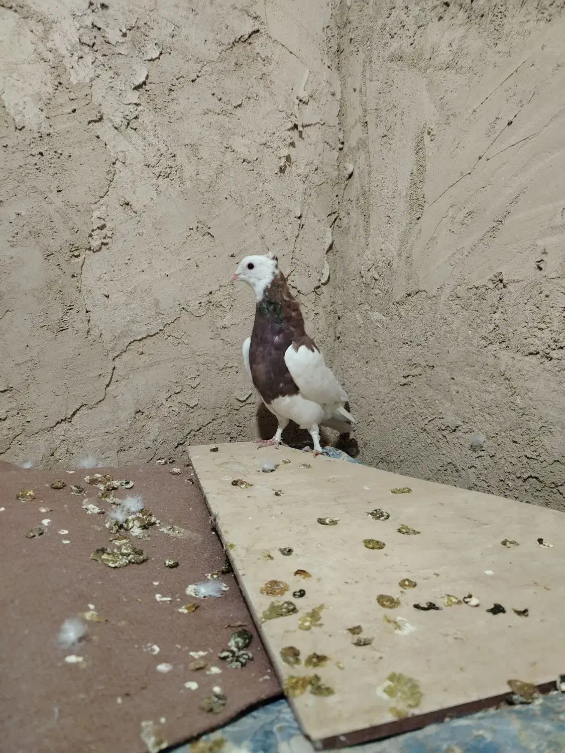 کفتر طوقی|پرنده|مبارکه, |دیوار