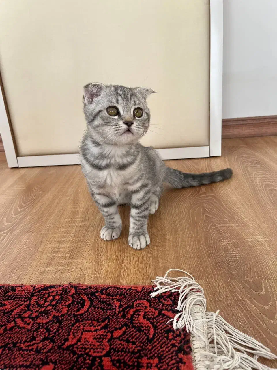 گربه اسکاتیش گوش‌ کوتاه|گربه|ارومیه, |دیوار