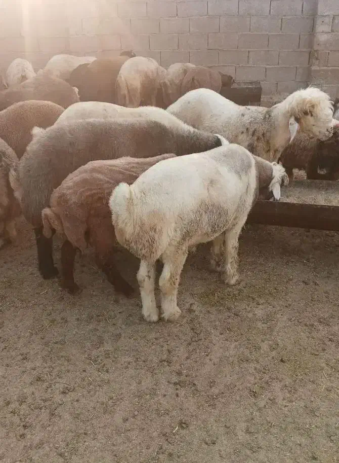فروش ۱۰ عدد بره نر چاق پرواری|حیوانات مزرعه|آبپخش, |دیوار