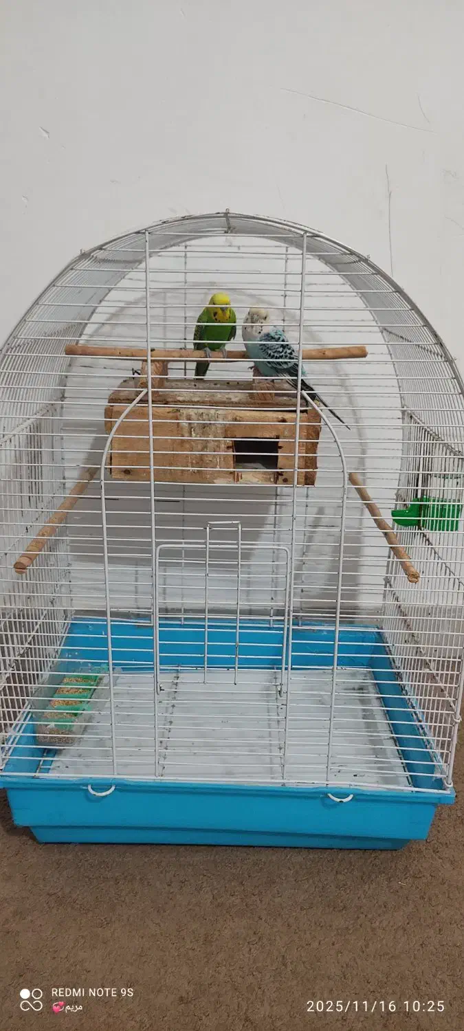 یک جفت مرغ|پرنده|قشم, |دیوار