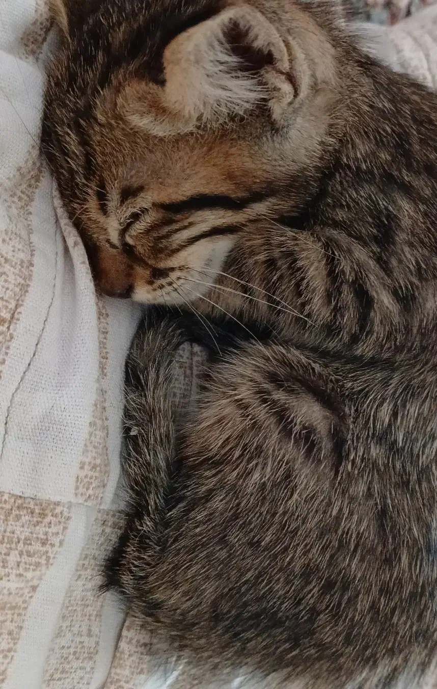 گمشده|گربه|خمین, |دیوار